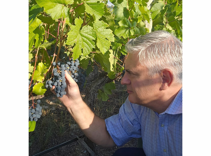 Bodegas Bianchi: una vendimia desafiante que promete vinos memorables