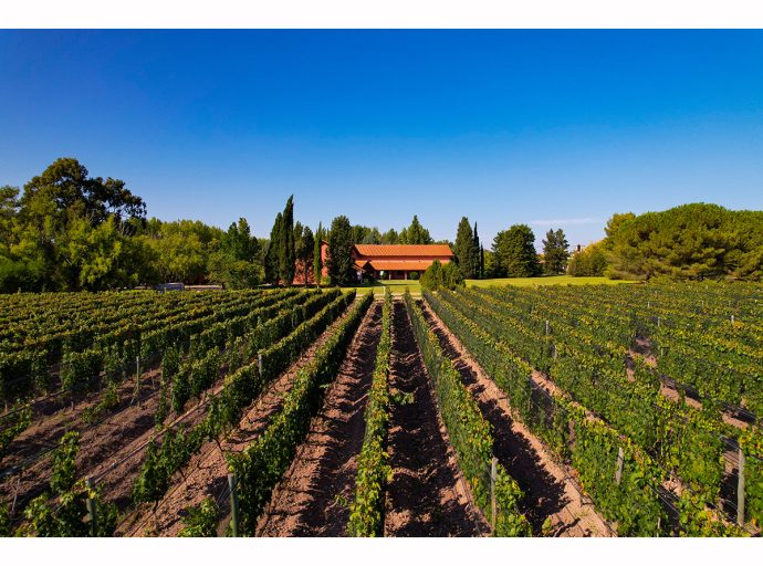 Fabre Montmayou: vitivinicultura de excelencia con impacto ambiental positivo