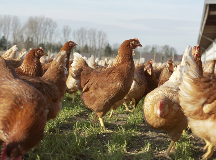 Día de la Avicultura: por qué el pollo es una de las carnes más valoradas por los argentinos