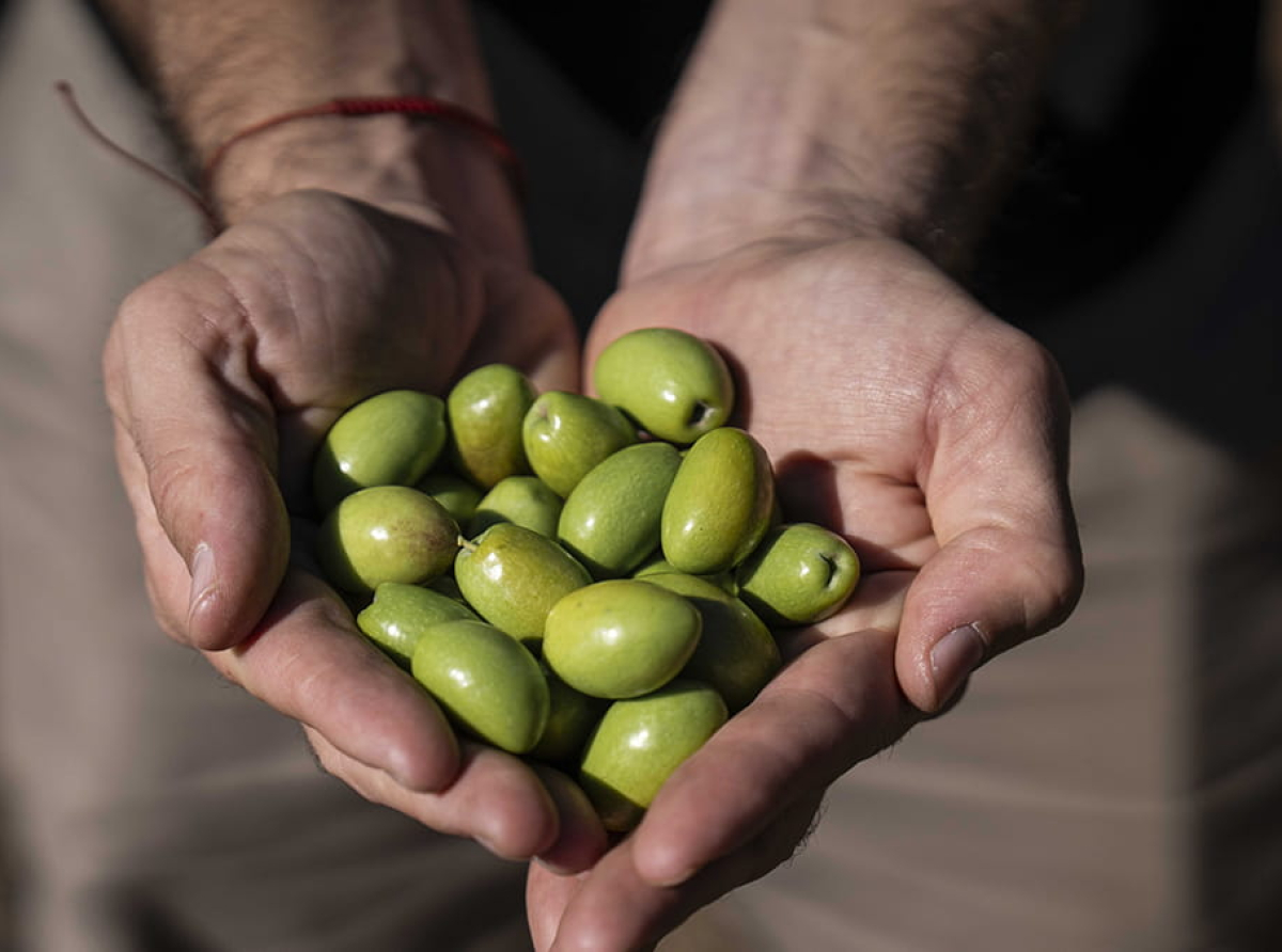Zuelo presenta "Olivarero por un día": la experiencia de crear tu propio aceite de oliva en Mendoza.